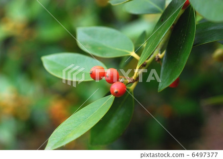 Mochinoki水果 Mochinoki水果 6497377