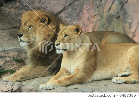 Lion couple Lion couple 6497390
