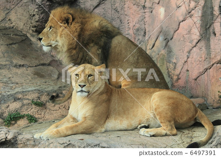 Lion couple Lion couple 6497391