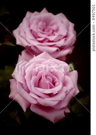 紫色的玫瑰 6497501