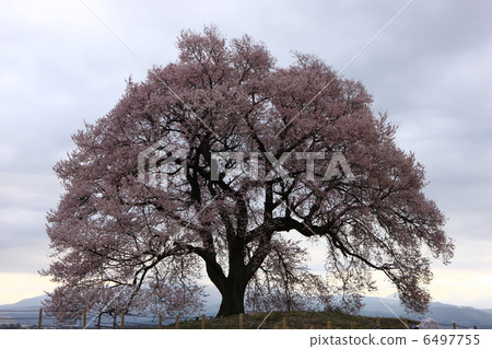 Cherry blossoms at Wang Jinzuka 6497755