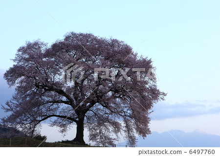 Cherry blossoms at Wang Jinzuka 6497760