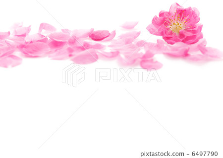 Momoflower Momoflower 6497790