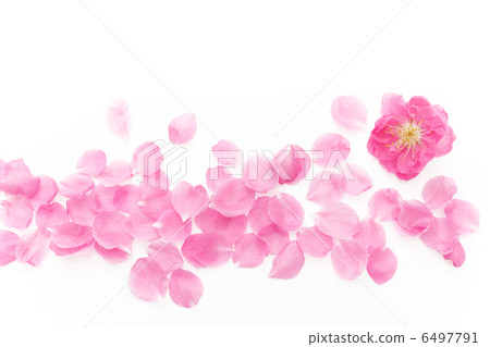 Momoflower 6497791