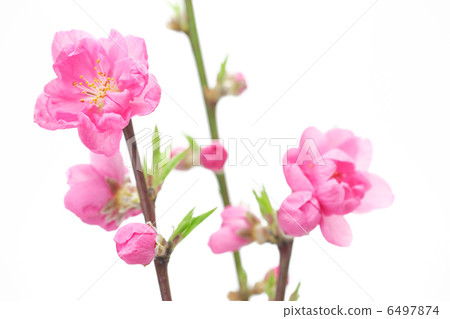  Peach blossoms 6497874