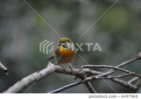 五顏六色和美麗的陰謀鳥 6497968