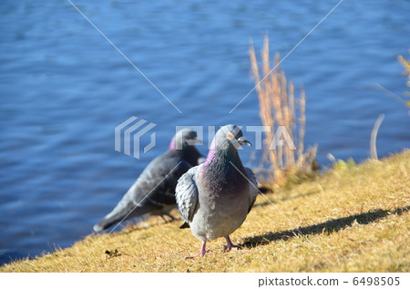 Pigeons 6498505