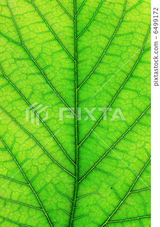 Leaf of a plant 6499172