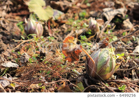 Fukinoenna Fukinoenna 6499256