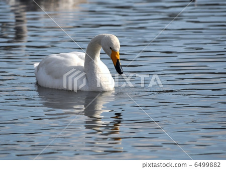 Swan Swan 6499882
