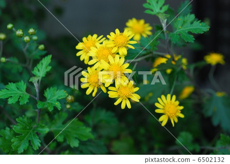 照片素材(圖片): 野菊花 野生物種 山林