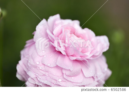 Ranunculus (Elegance pastel) Ranunculus (Elegance pastel) 6502586