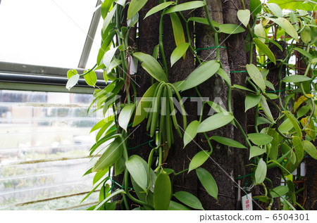 vanilla vanilla 6504301