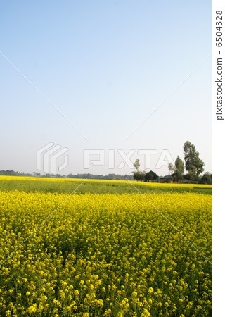 Rapeseed field of one side 6504328
