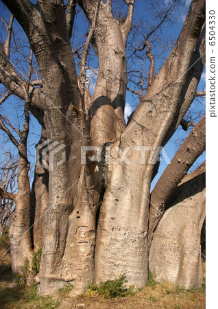 Baobab's big tree 6504330