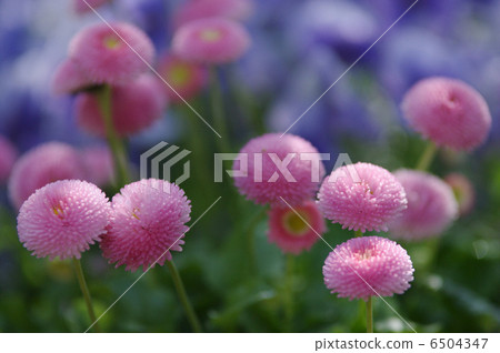 Pom-pong Daisy 6504347