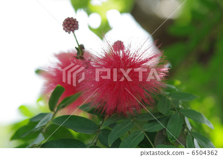 朱纓花 6504362