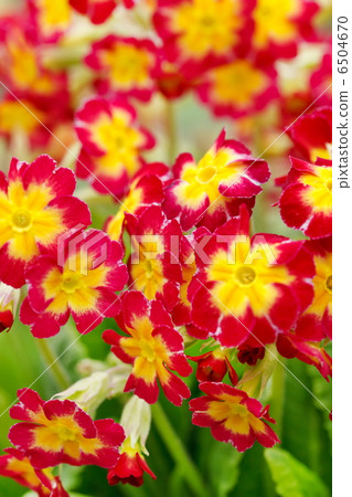 spring flowers spring flowers 6504670