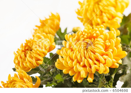 Chrysanthemum Flowers Chrysanthemum Flowers 6504698
