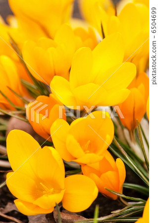 spring flowers 6504699