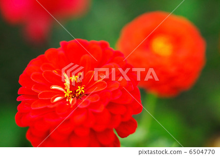dahlia flowers 6504770