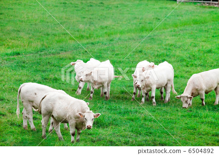 white cows white cows 6504892