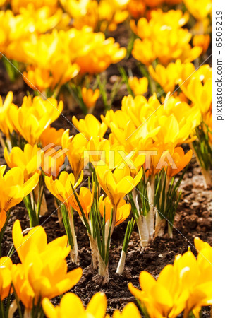 spring flowers spring flowers 6505219