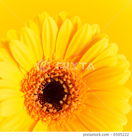 nice gerbera nice gerbera 6505222