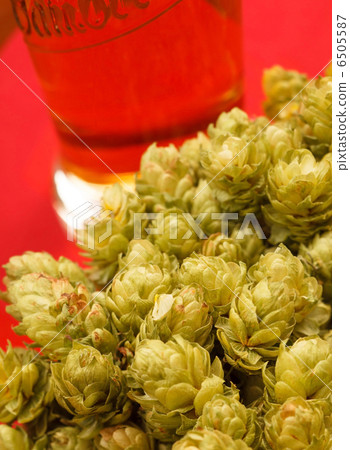 Fresh green hops 6505587