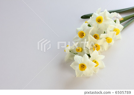 Bouquet of Japanese Narcissus (sideways) Bouquet of Japanese Narcissus (sideways) 6505789