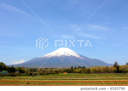Mt. Fuji with spring scent Mt. Fuji with spring scent 6505790