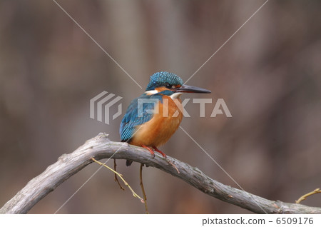 太平 太平 6509176