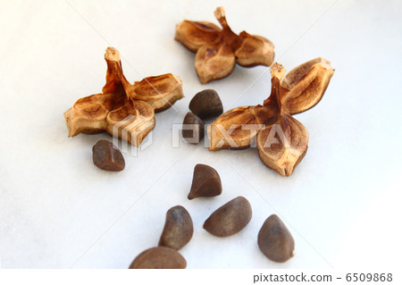 山茶花堅果 6509868