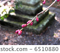 Shrine plum 6510880