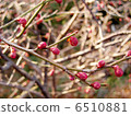 Plum tree 6510881