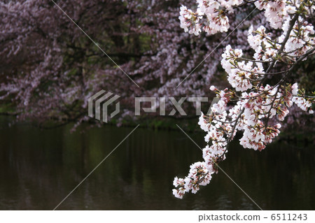 Cherry Blossoms Cherry Blossoms 6511243
