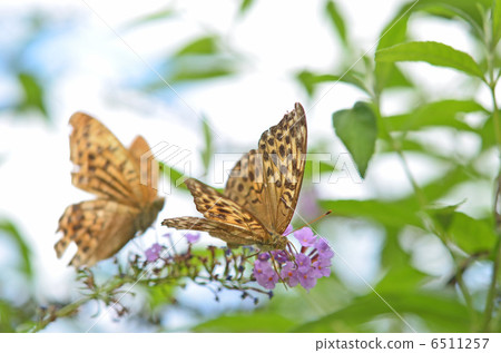 Flowers and butterflies calling butterflies 6511257