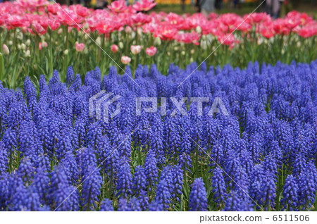 Muscari 6511506