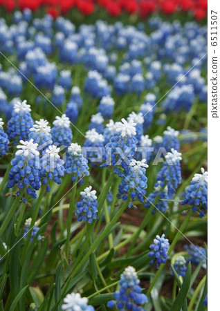 Muscari Mount Hood 6511507