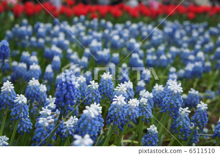 穆斯卡里胡德山 6511510