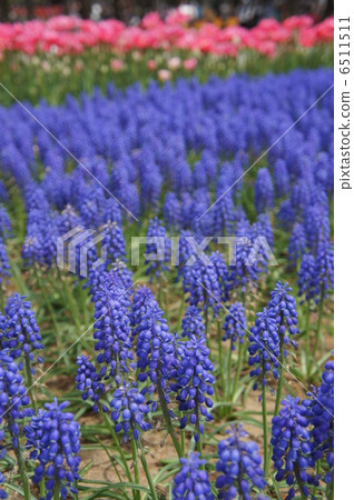 葡萄 葡萄 6511511