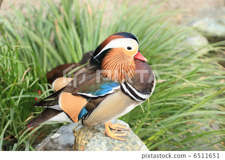 Inokashira Ginko Park's colorful migratory bird Oshidori Inokashira Ginko Park's colorful migratory bird Oshidori 6511651