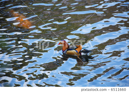 Oshidori and carp in the forest pond of Meiji Shrine 6511660