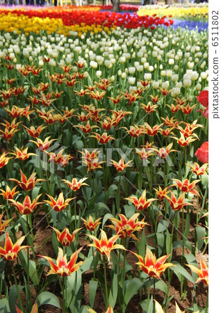 Tulip field Aladdin thread code 6511802
