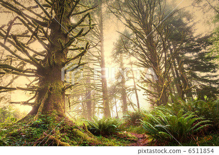 Rain forest Rain forest 6511854