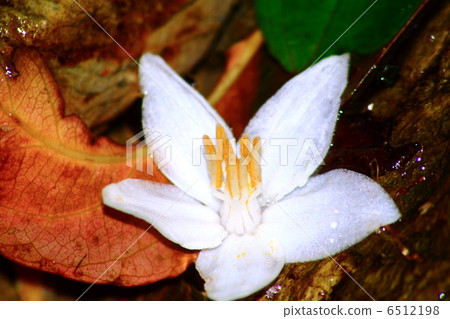 漂浮在水中的Egonok花 6512198