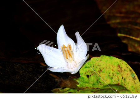 流動在水中的白花 6512199