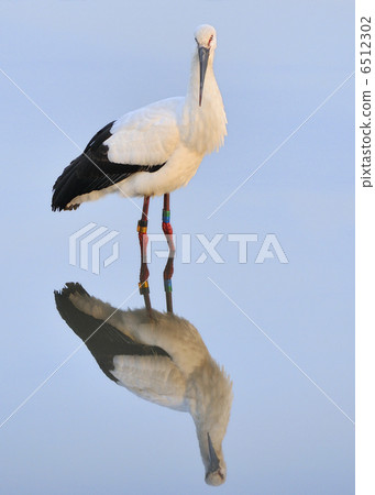 Decision pose Decision pose 6512302