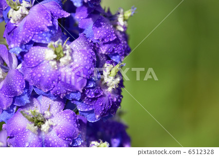 Delphinium 6512328