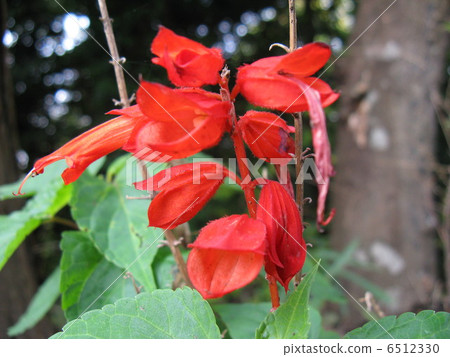 Red trees are blooming in trees 6512330